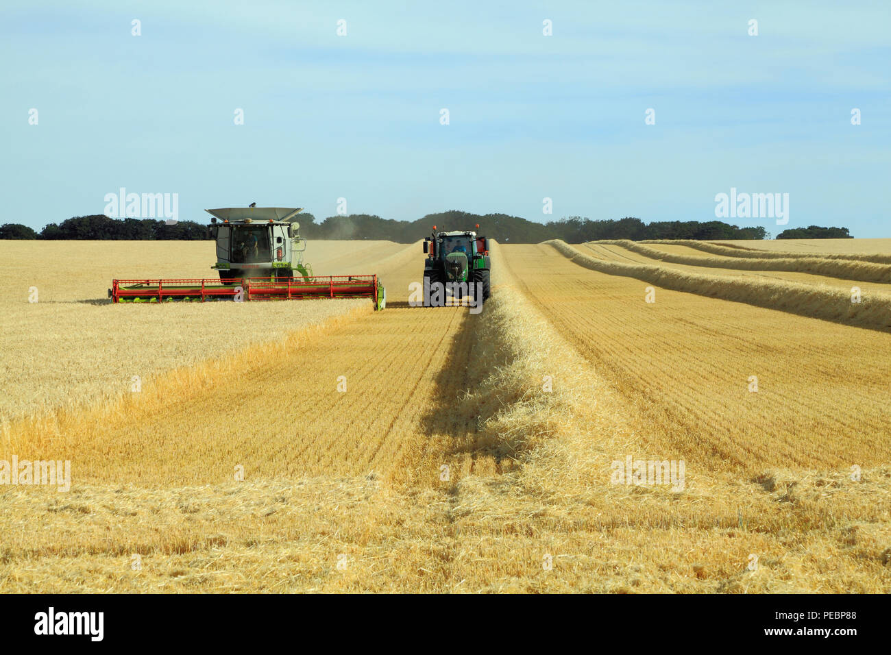 L'orge, champ, récolte, Harvester, machine, moissonneuse-batteuse, rendmt Lexion Claas 760, de l'agriculture, la récolte, le maïs, la récolte, la paille Banque D'Images