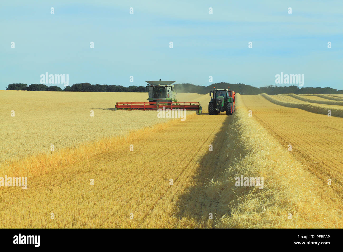 L'orge, champ, récolte, Harvester, machine, moissonneuse-batteuse, rendmt Lexion Claas 760, de l'agriculture, la récolte, le maïs, la récolte Banque D'Images