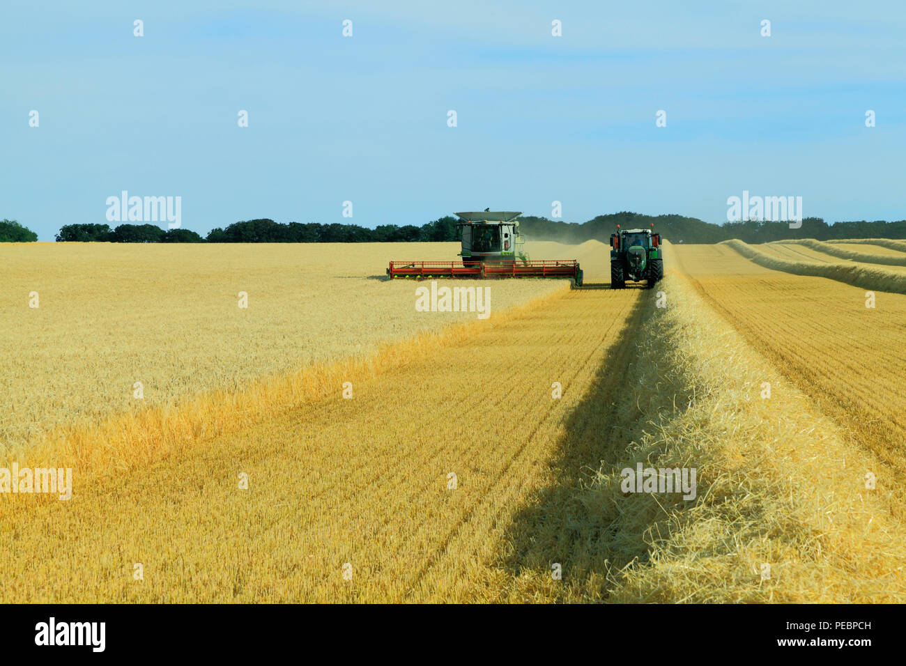 L'orge, champ, récolte, Harvester, machine, moissonneuse-batteuse, rendmt Lexion Claas 760, de l'agriculture, la récolte, le maïs, la récolte Banque D'Images