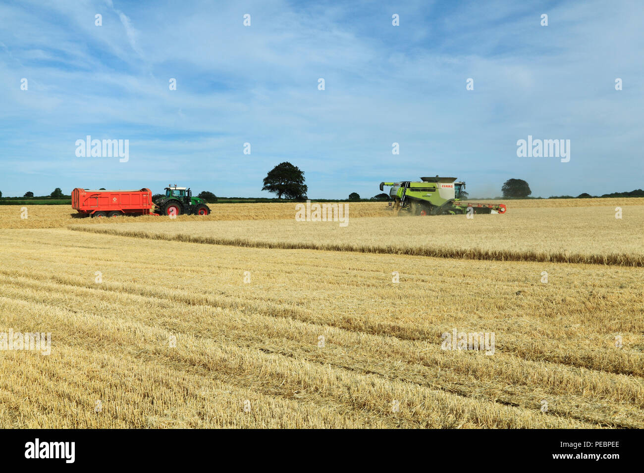 L'orge, champ, récolte, Harvester, machine, moissonneuse-batteuse, rendmt Lexion Claas 760, de l'agriculture, la récolte, le tracteur, la remorque, la récolte Banque D'Images