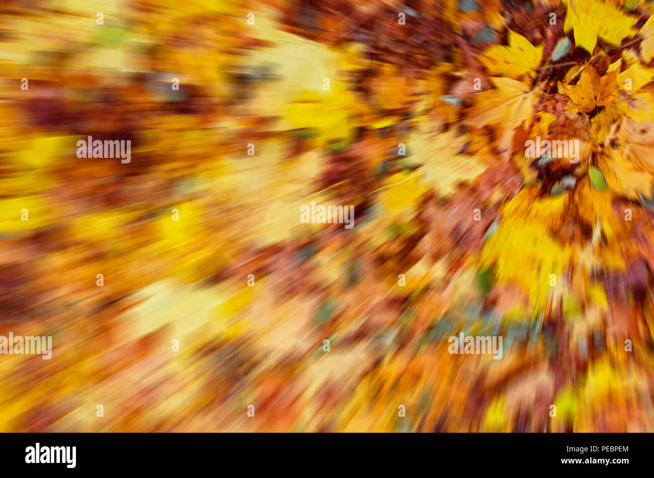 Automne floue feuilles tombées sur le sol. abstract background. couleurs ver Banque D'Images