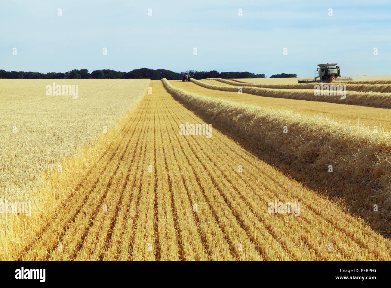 L'orge, champ, récolte, Harvester, machine, moissonneuse-batteuse, rendmt Lexion Claas 760, de l'agriculture, la récolte, le maïs, la récolte, la paille Banque D'Images