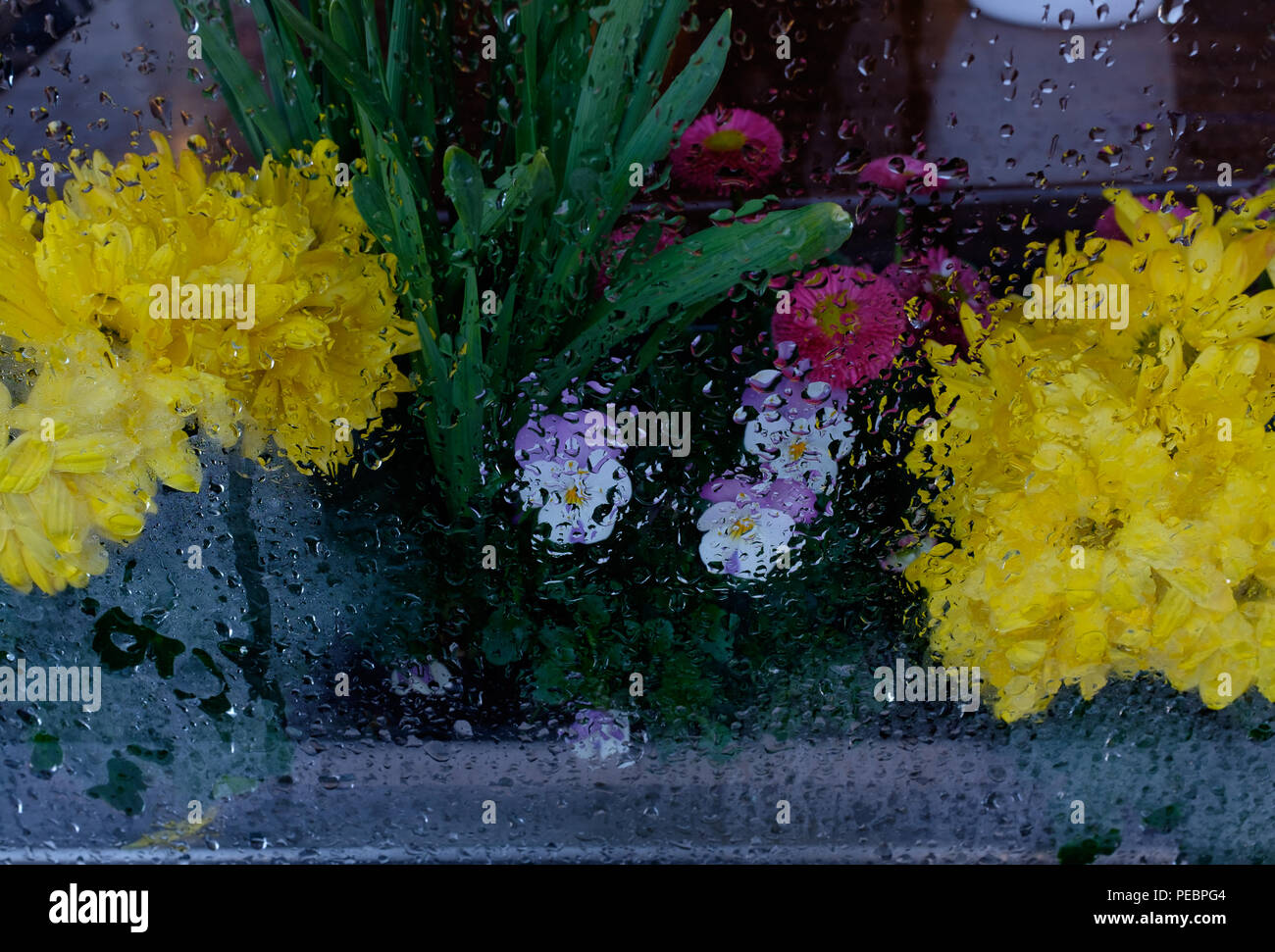 Des fleurs colorées à l'extérieur de la fenêtre sur un jour de pluie Banque D'Images