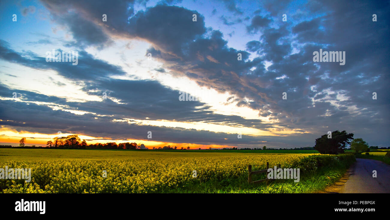 Coucher de soleil sur un champ de colza dans le Lincolnshire Banque D'Images Coucher de soleil sur un champ de colza dans le Lincolnshire Banque D'Images