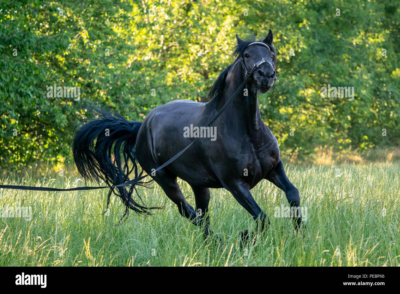 Cheval frison noir va galoper dans l'herbe. Cheval frison fonctionnant sur dos-nu. Race de chevaux rares Banque D'Images