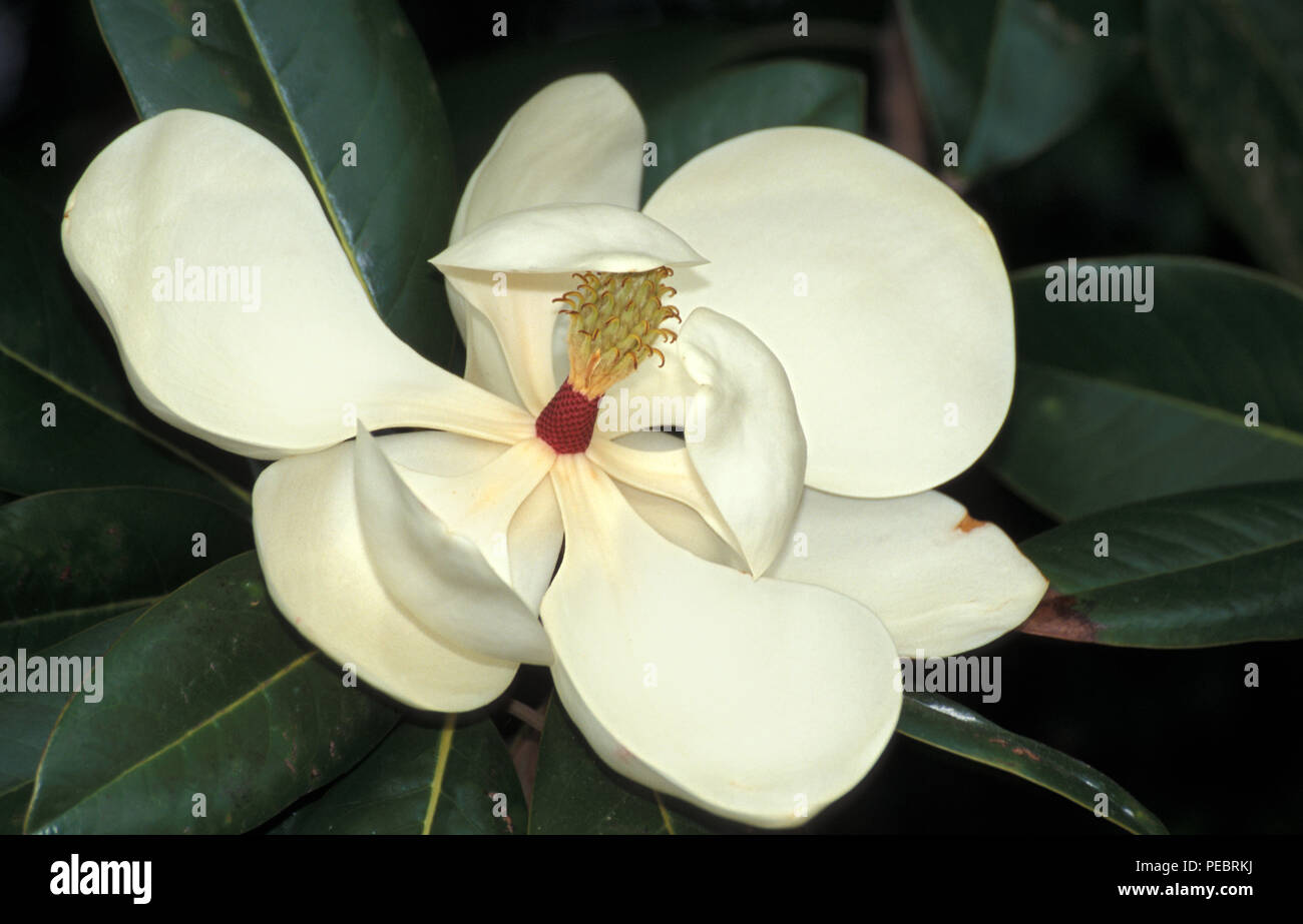 MAGNOLIA GRANDIFLORA (CONNU SOUS LE NOM DE AMERICAN BULL BAY, DANS LE SUD DE MAGNOLIA, BIG-LAUREL) Banque D'Images