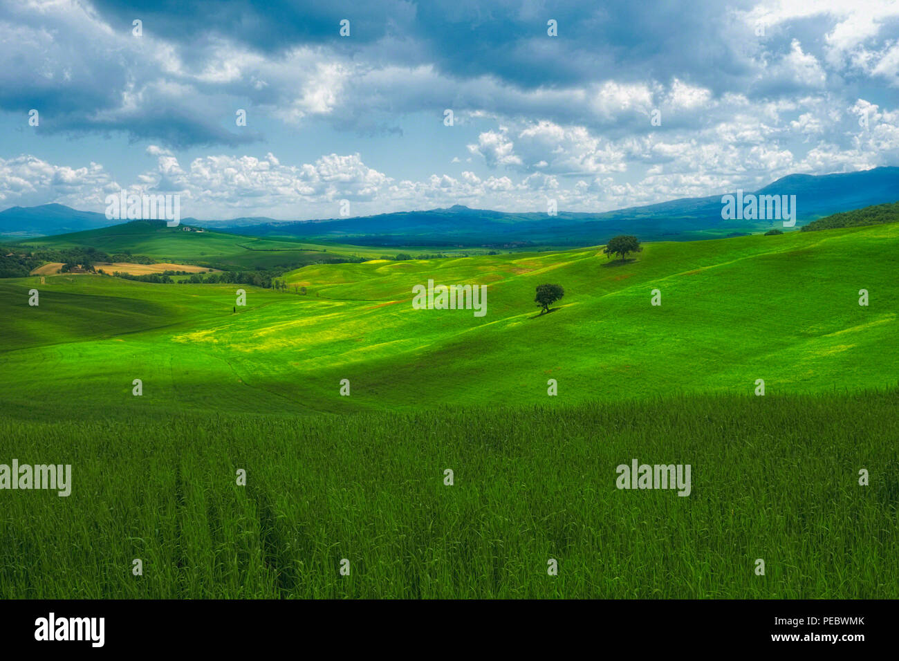 Collines de la campagne Toscane, Val d'Orcia, Toscane, Italie Banque D'Images