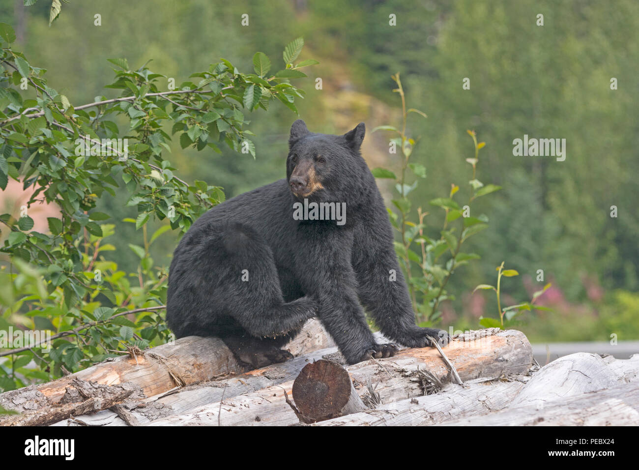 L'ours noir sur une pile de journaux dans près de Hyder, Alaska Banque D'Images