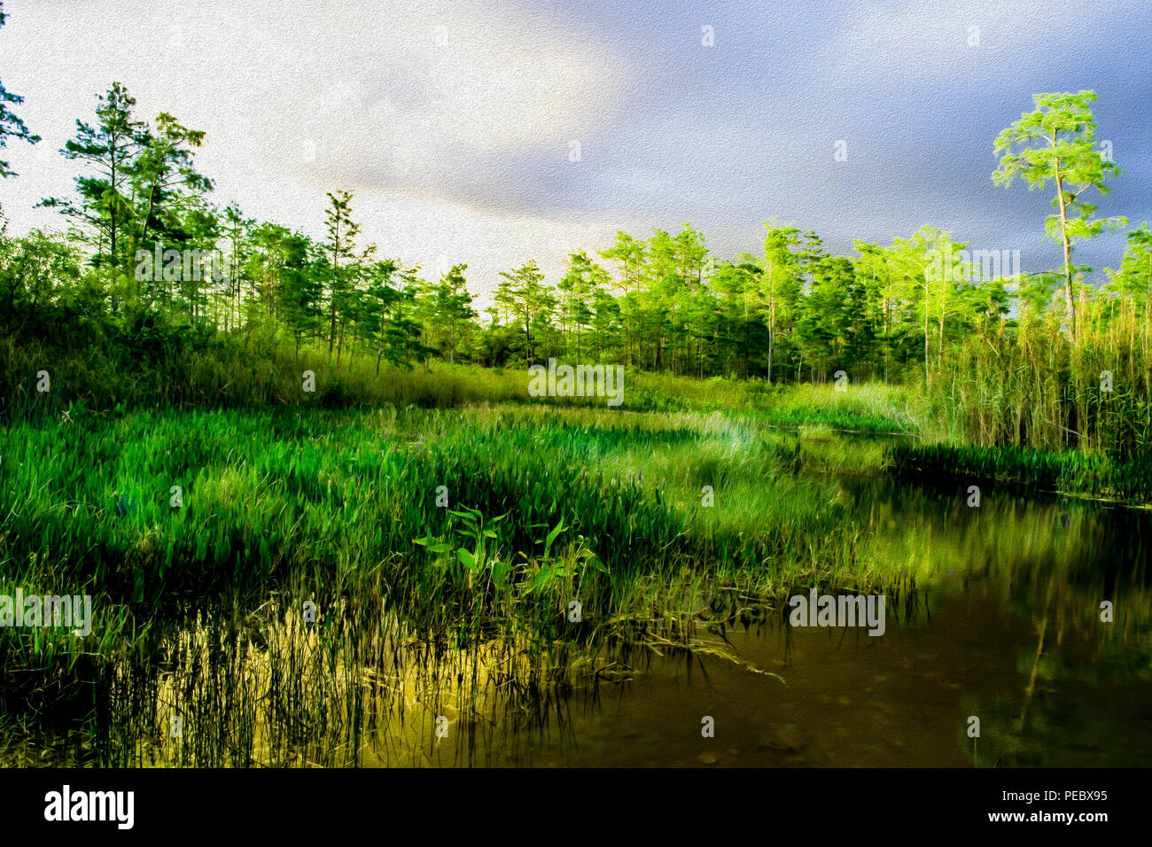 Peintures numériques de prairies pendant le coucher du soleil dans les Everglades de Floride Banque D'Images