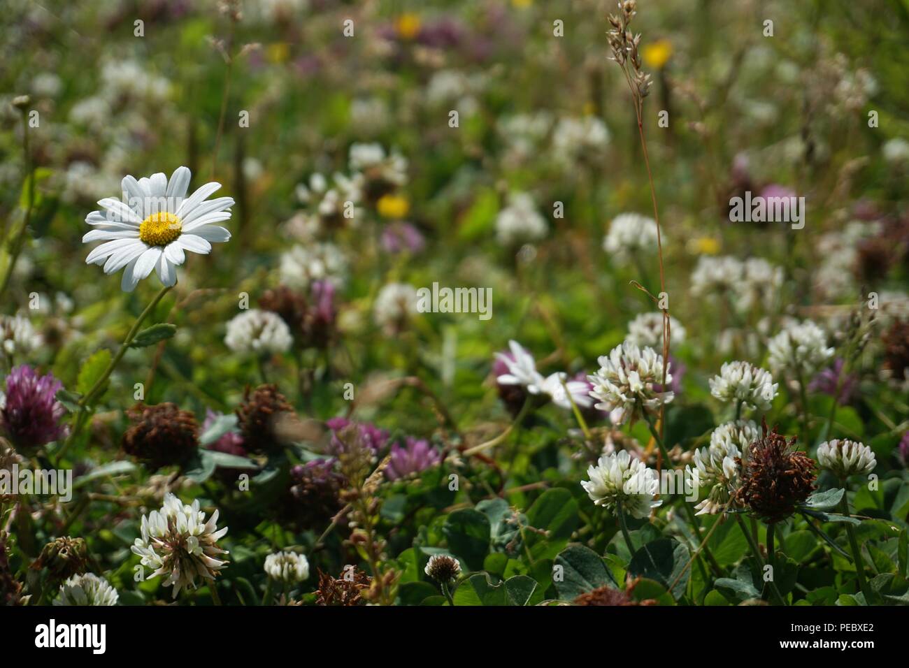 Flower meadow Allemagne Alpes montagne Banque D'Images
