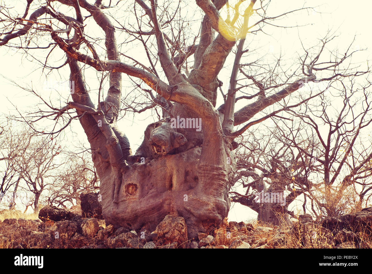 arbre Baobab Banque D'Images