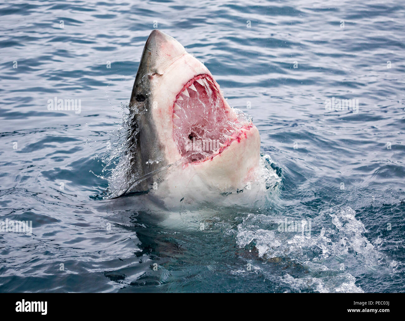Avec la bouche ouverte, un grand requin blanc, Carcharodon carcharias, brise la surface au large de l'île de Guadalupe, au Mexique. Banque D'Images