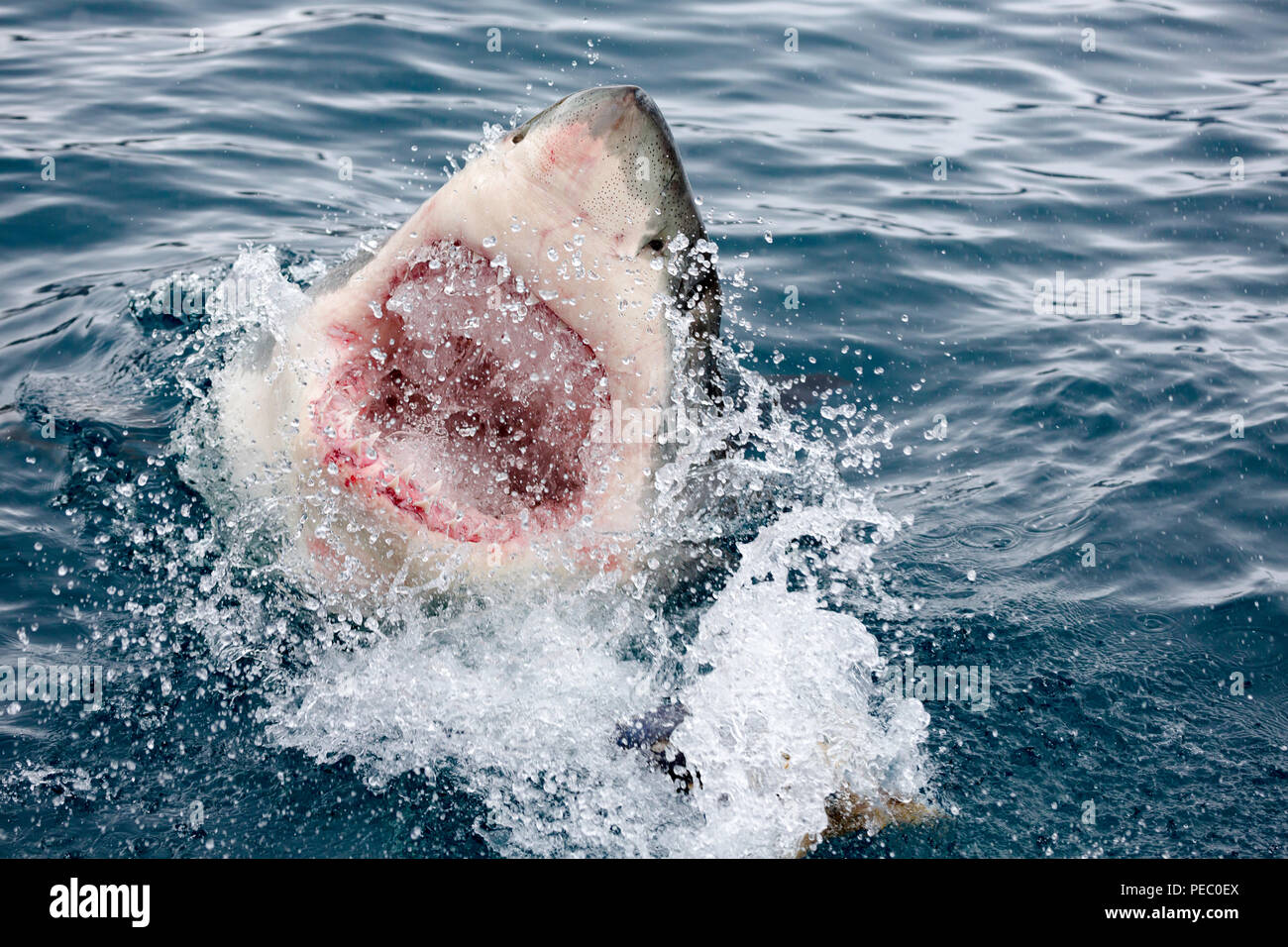 Avec la bouche ouverte, un grand requin blanc, Carcharodon carcharias, brise la surface au large de l'île de Guadalupe, au Mexique. Banque D'Images