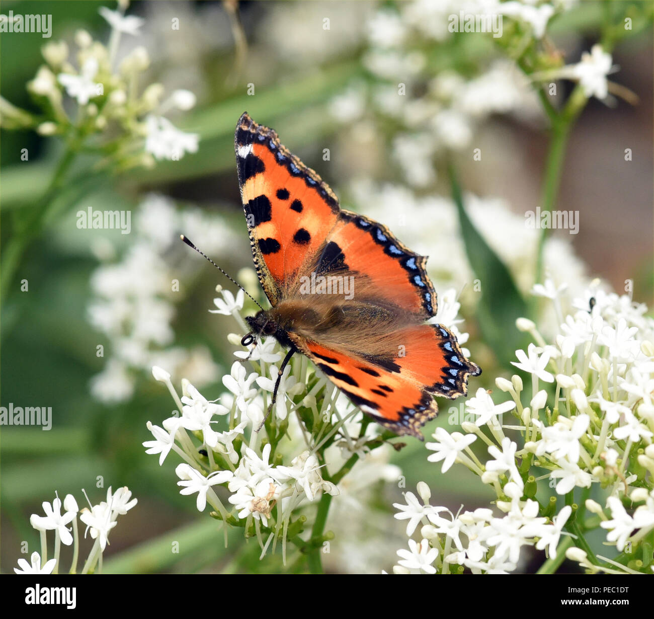 Kleiner Fuchs, Aglais urticae, Schmetterling, Banque D'Images