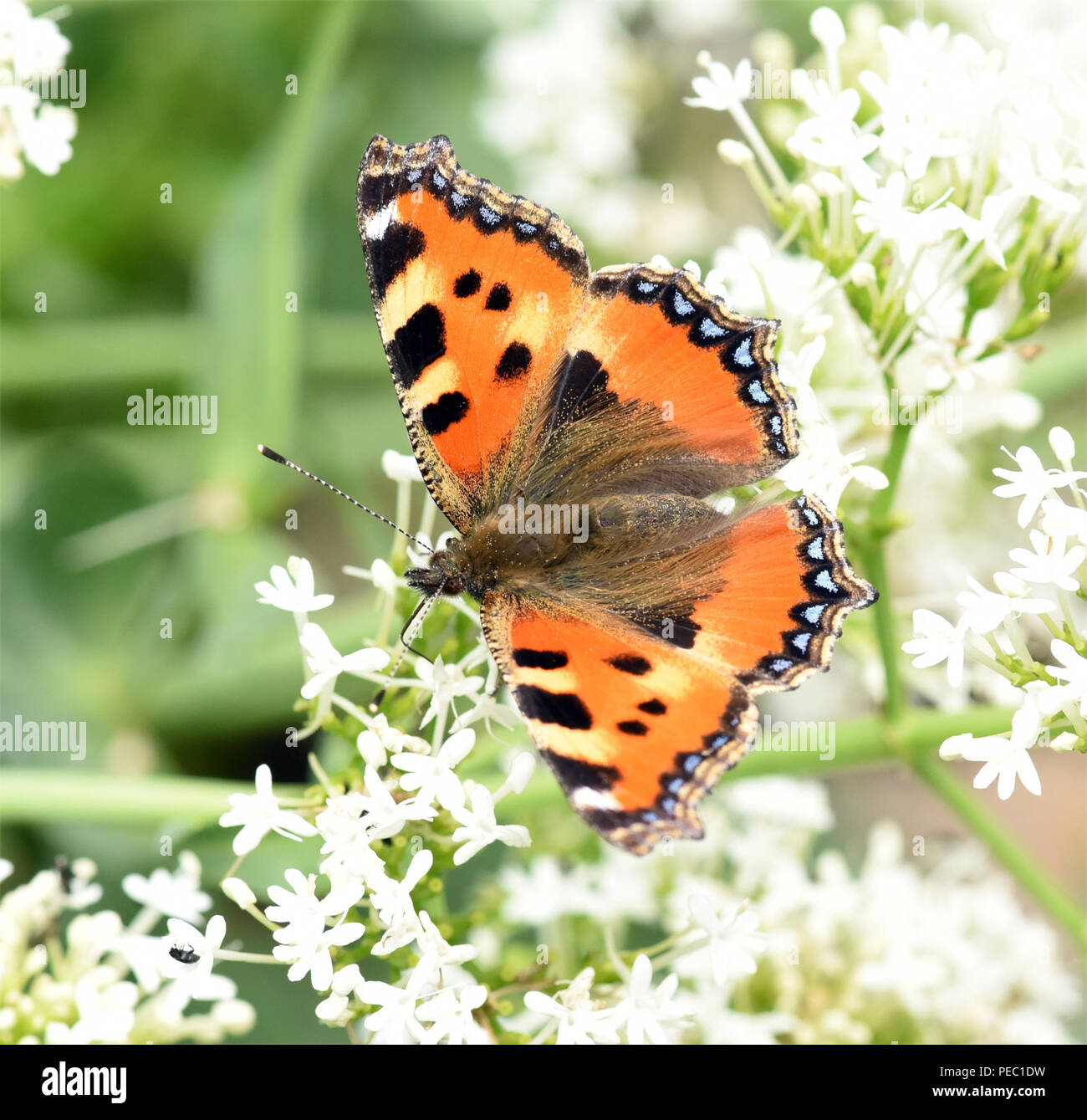 Kleiner Fuchs, Aglais urticae, Schmetterling, Banque D'Images