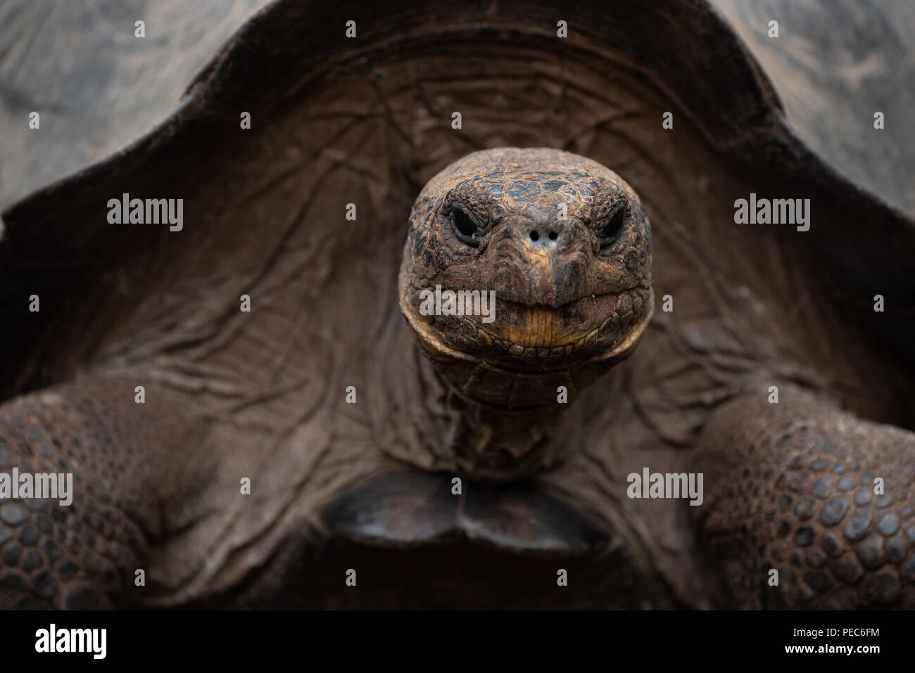 Tortue géante des Galapagos, Banque D'Images