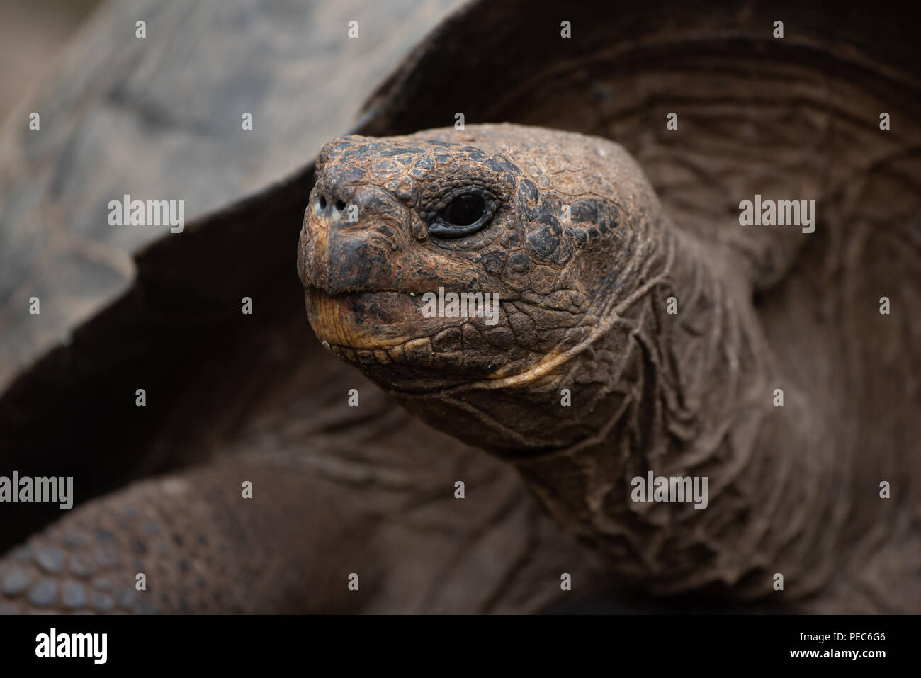 Tortue géante des Galapagos, Banque D'Images