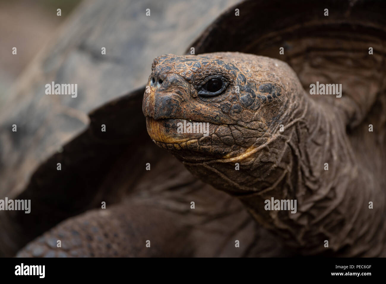 Tortue géante des Galapagos, Banque D'Images
