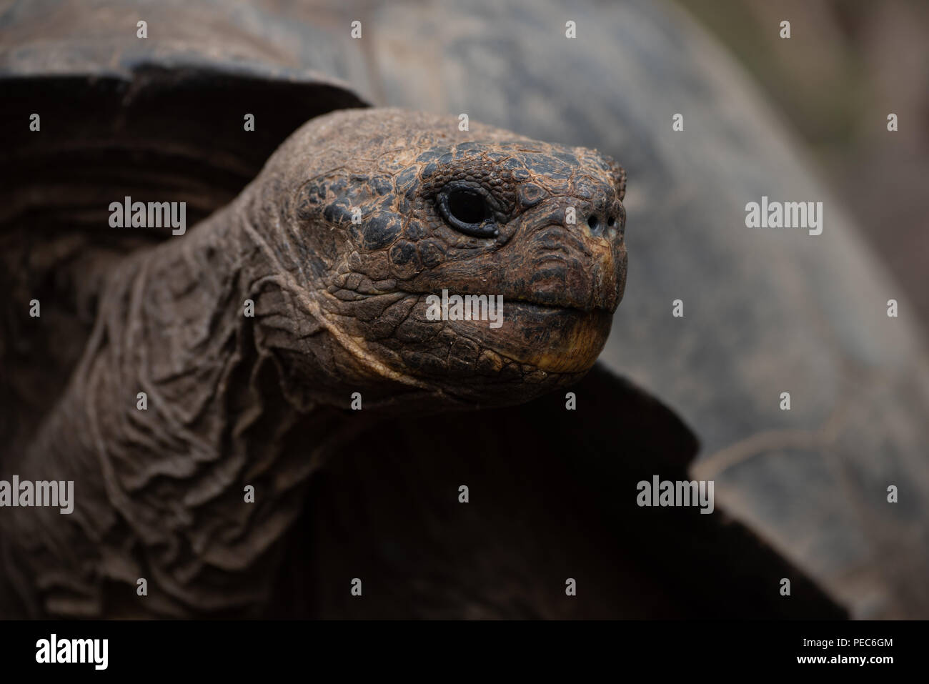 Tortue géante des Galapagos, Banque D'Images