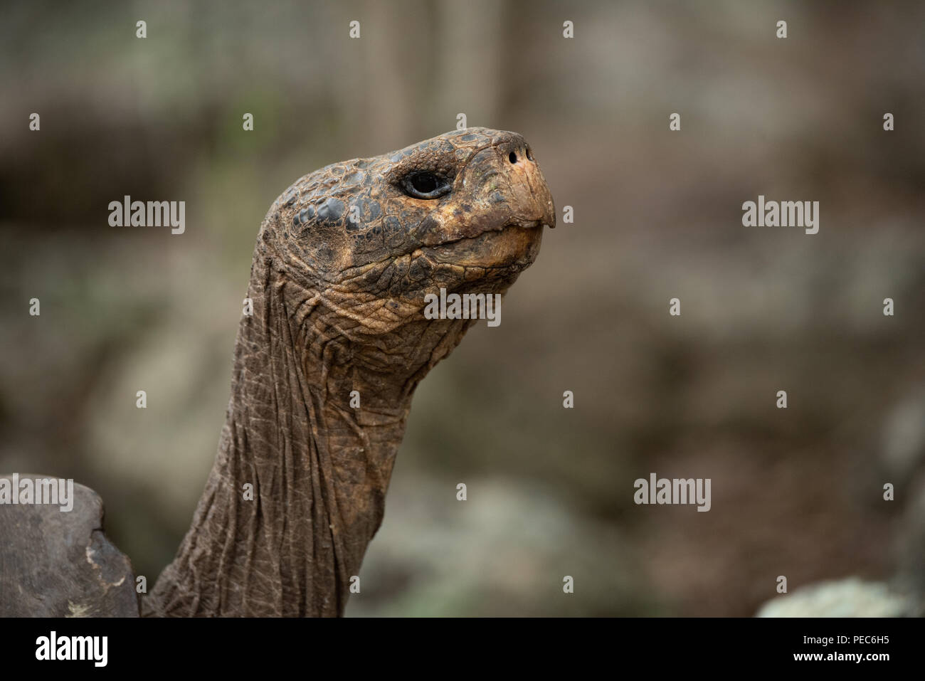 Tortue géante des Galapagos, Banque D'Images