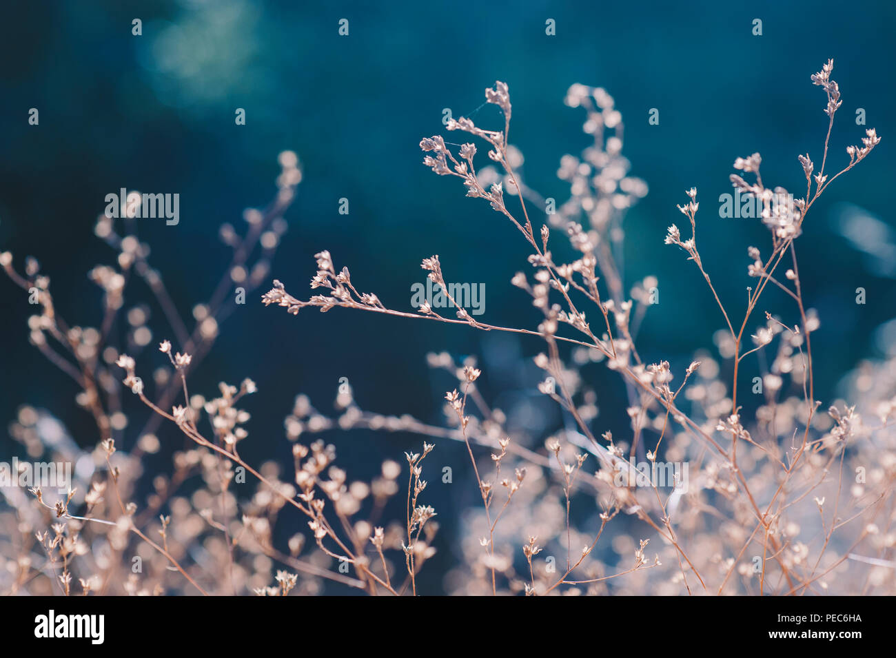 Les plantes sauvages dans la nature Banque D'Images