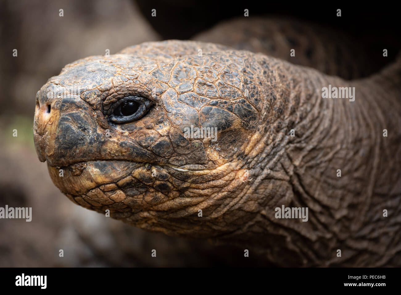 Tortue géante des Galapagos, Banque D'Images