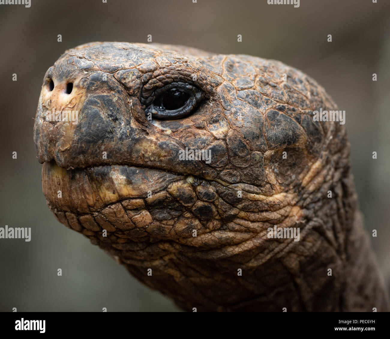 Tortue géante des Galapagos, Banque D'Images