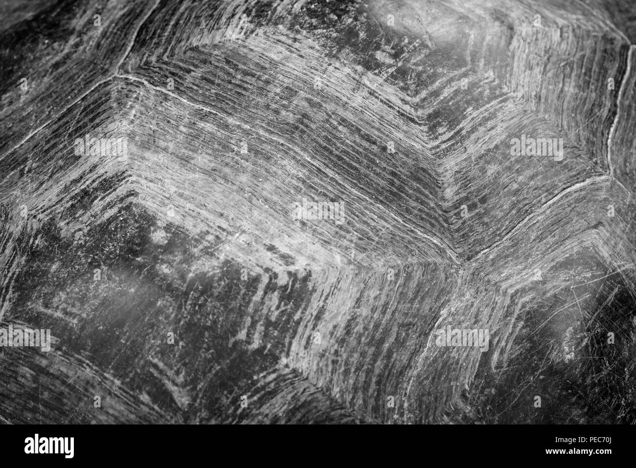 Close-up de l'écaille de tortue géante des Galapagos, détail Banque D'Images