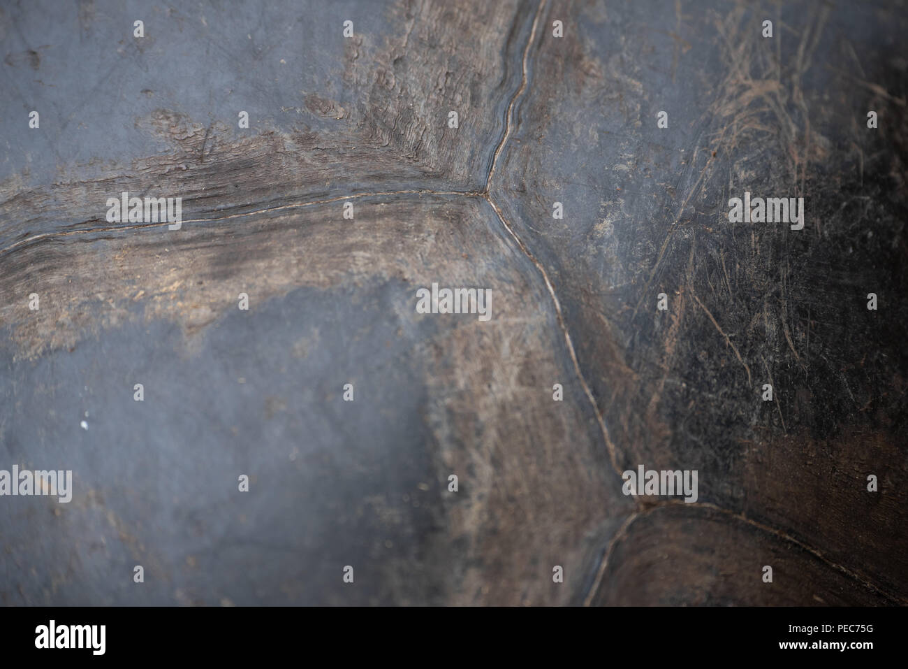 Close-up de l'écaille de tortue géante des Galapagos, détail Banque D'Images