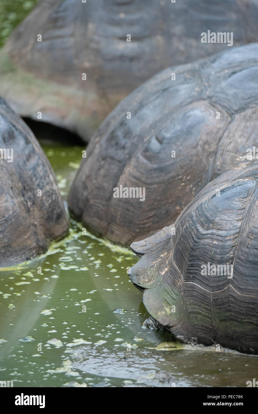 Close-up de carapaces de tortues géantes, Galápagos Banque D'Images