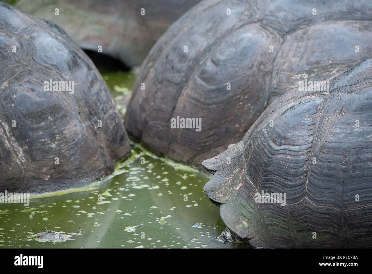 Close-up de carapaces de tortues géantes, Galápagos Banque D'Images