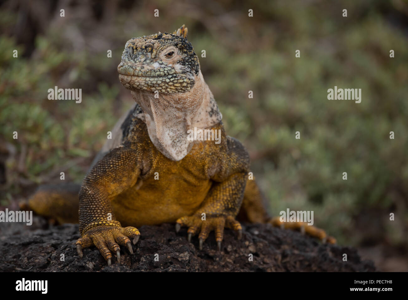Iguane terrestre des Galapagos, Banque D'Images