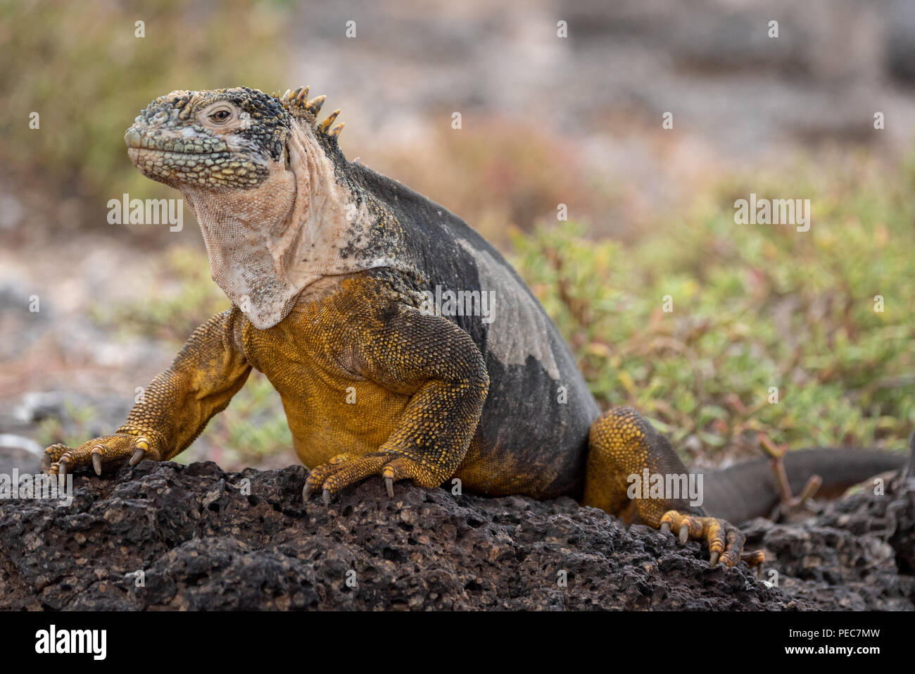 Iguane terrestre des Galapagos, Banque D'Images