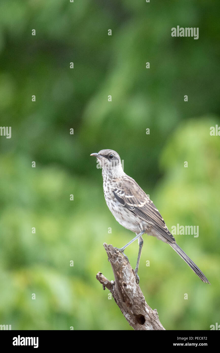 Mockingbird Galápagos Banque D'Images