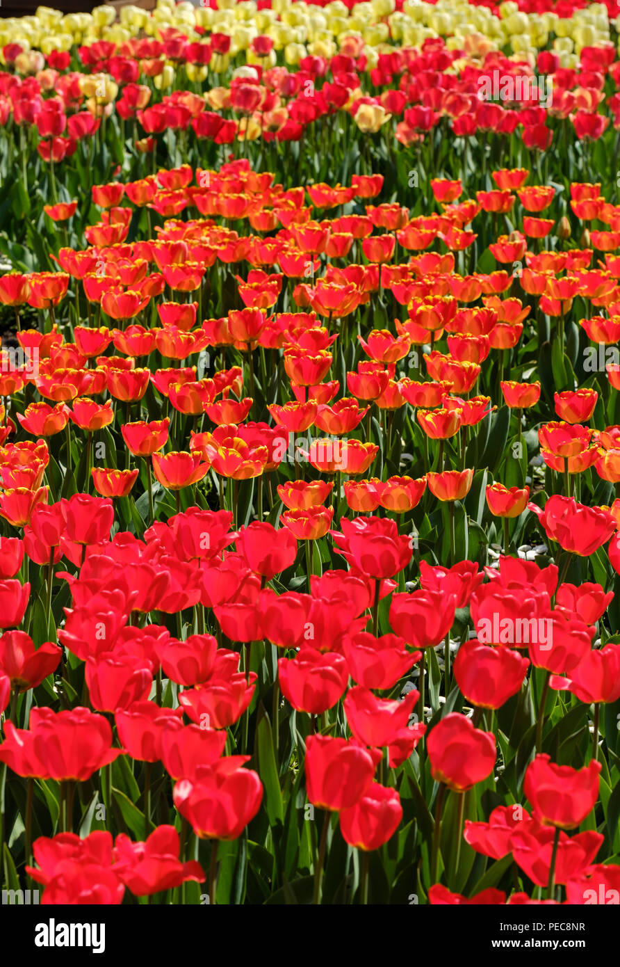 Tulipes en fleurs, jardin botanique, Augsburg, souabe, Bavière, Allemagne Banque D'Images