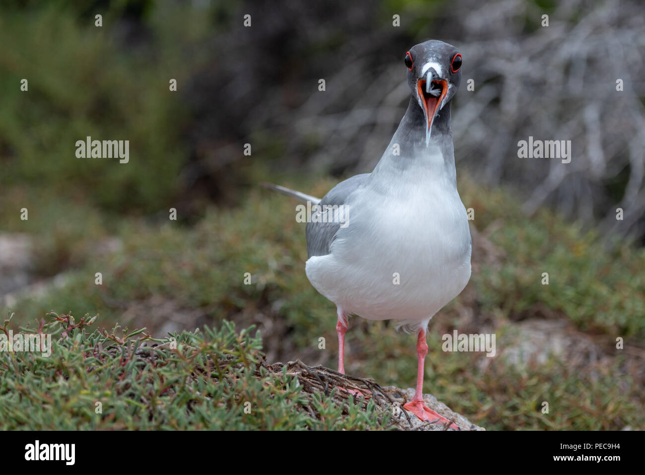 Swallow-tailed Gull, Galápagos Banque D'Images