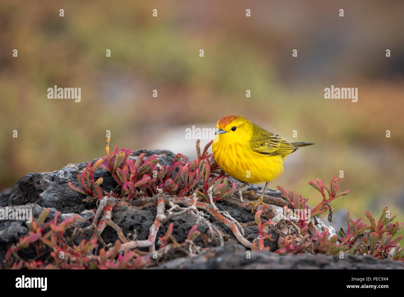 Paruline jaune, Galápagos Banque D'Images