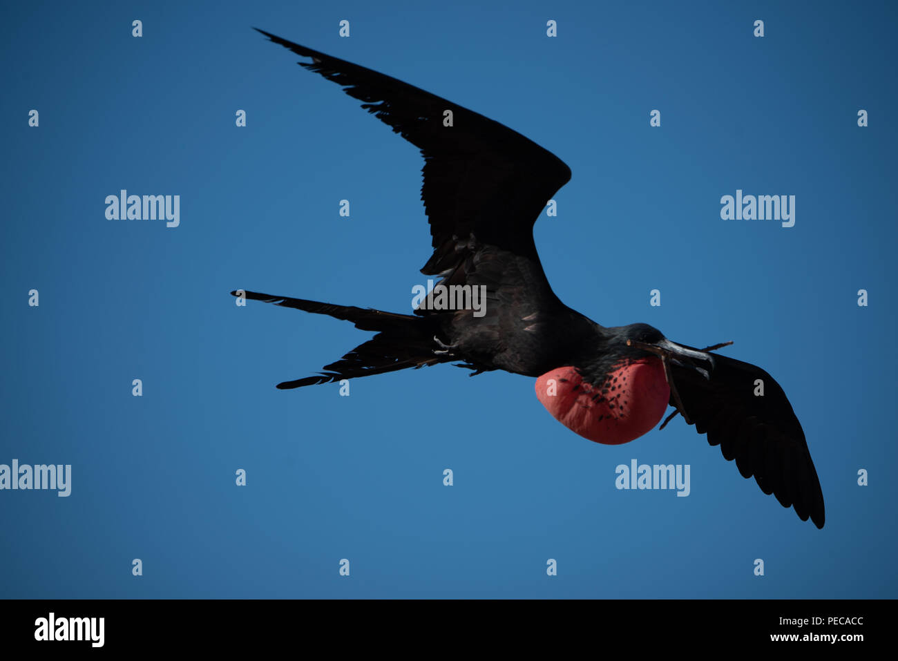 La Frégate De Magnifiques Oiseaux En Vol Banque Dimages