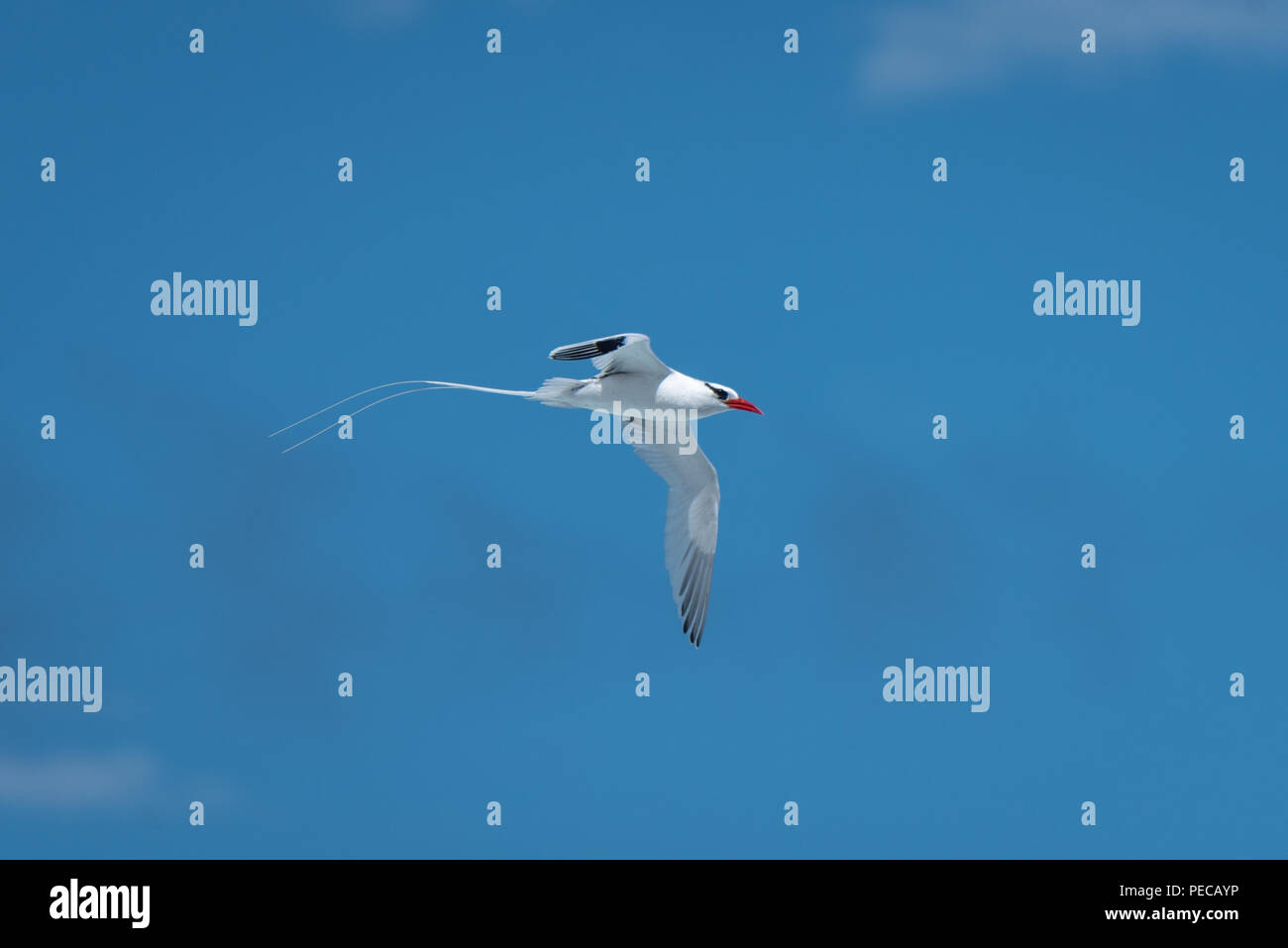 Red-billed Tropic Bird Banque D'Images