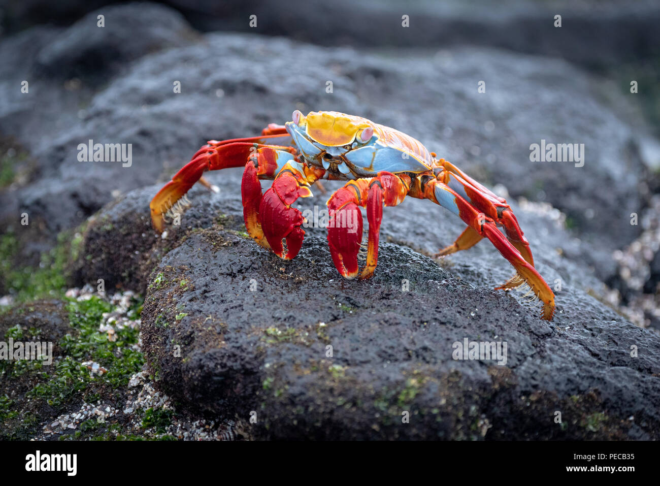 Sally Lightfoot crab, Galápagos Banque D'Images