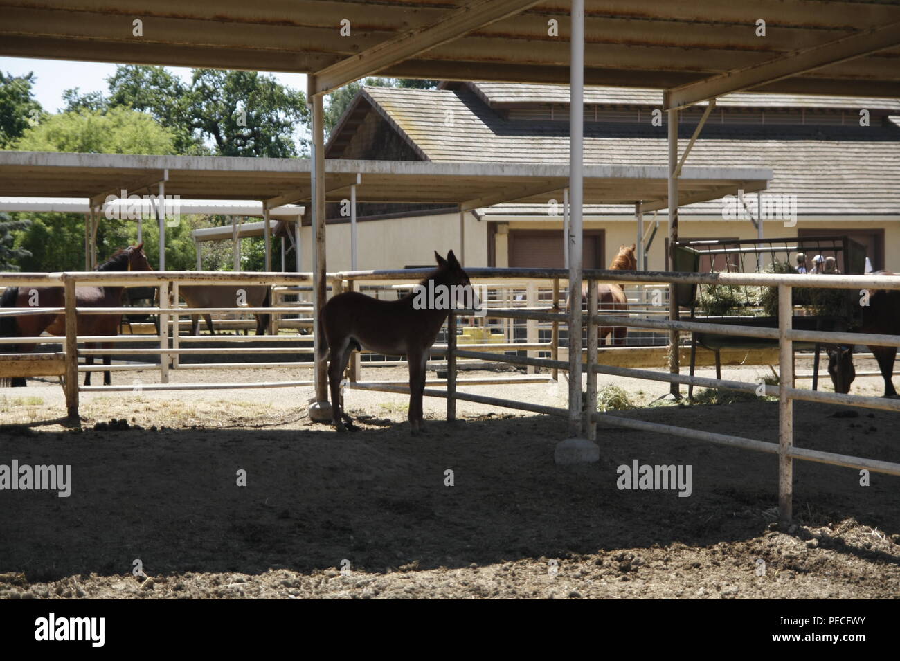 Un cheval debout dans la grange Banque D'Images