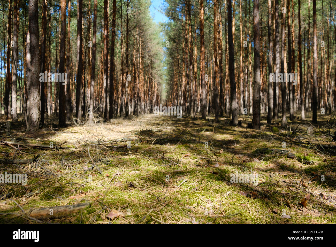 Gros plan au sol des forêts de conifères - Paysage - Banque D'Images