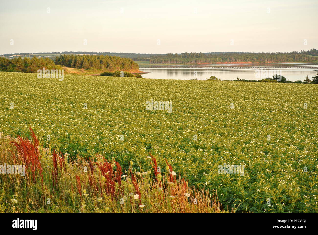 Un champ de pommes de terre de fleurs blanches à Saint Peters Bay, Prince Edward Island, Canada Banque D'Images