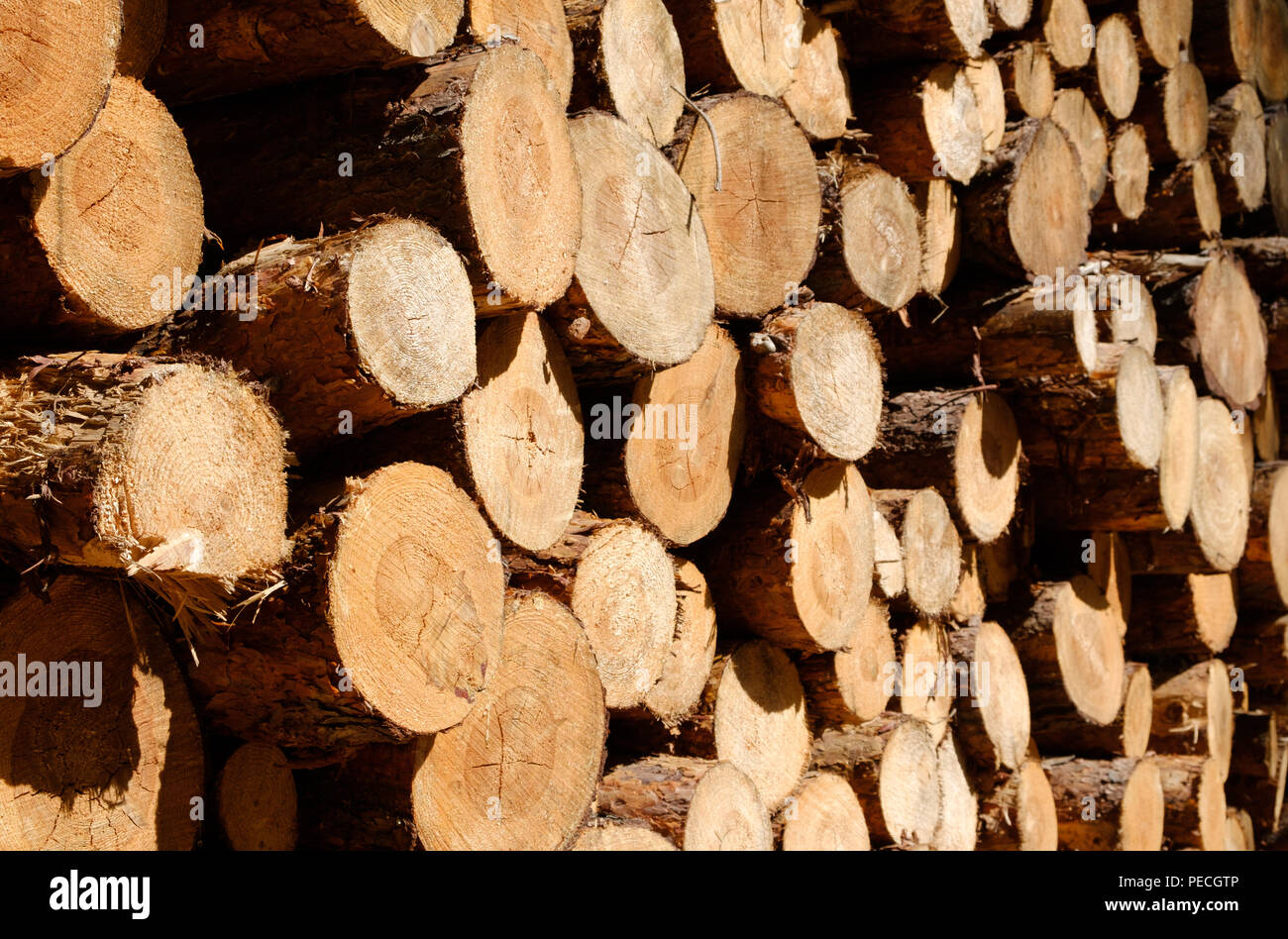 Sciage d'arbres - troncs d'arbres coupés Banque D'Images