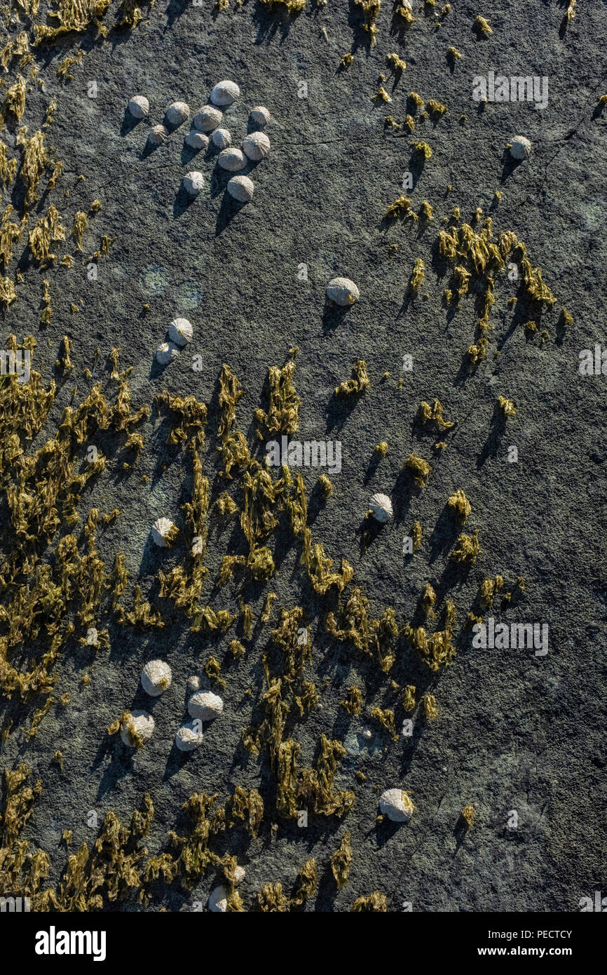 Les patelles accroché à un rocher couvert d'algues. Banque D'Images