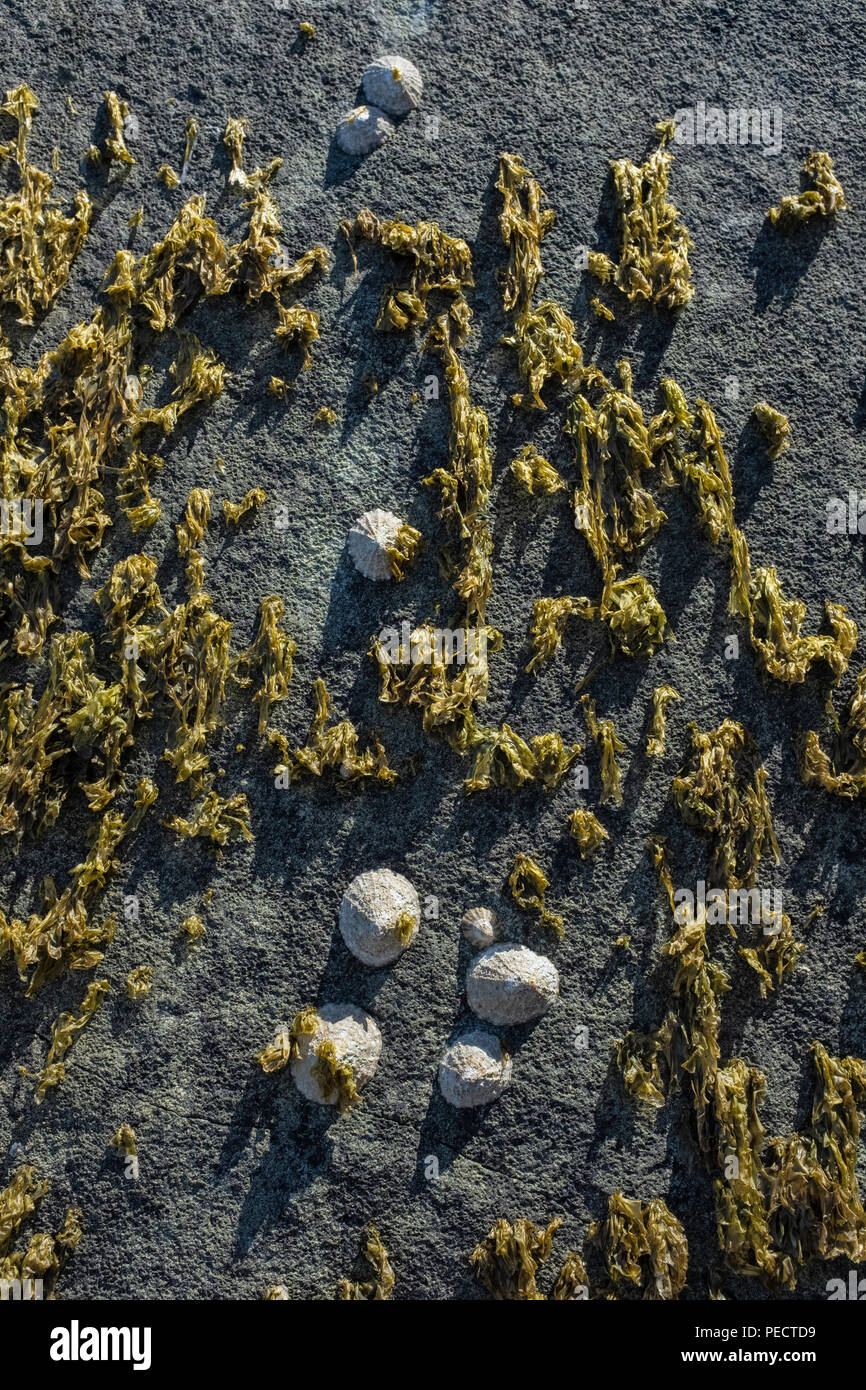 Les patelles accroché à un rocher couvert d'algues. Banque D'Images