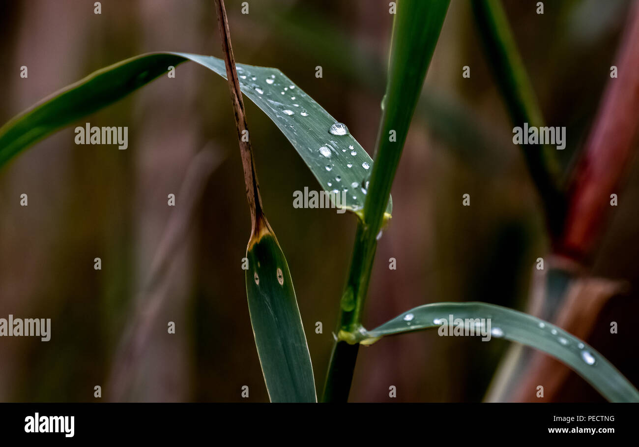 Le scirpe vert et rouge, canne avec l'eau de pluie gouttes sur fond brun à Yarkon park, Tel Aviv, Israël Banque D'Images