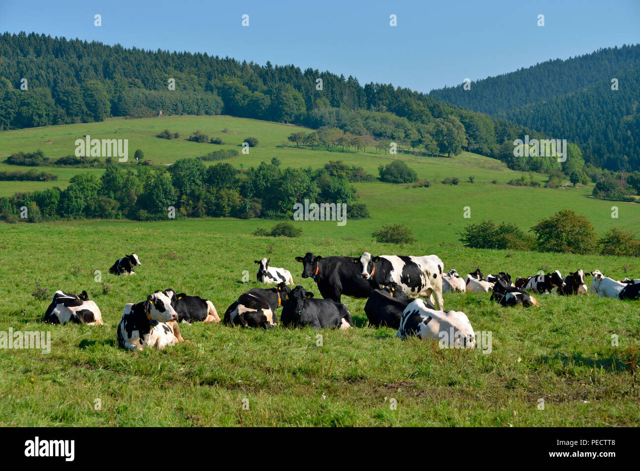 Kuehe, Wiese, Hirschendorf, Thuringe, Allemagne Banque D'Images