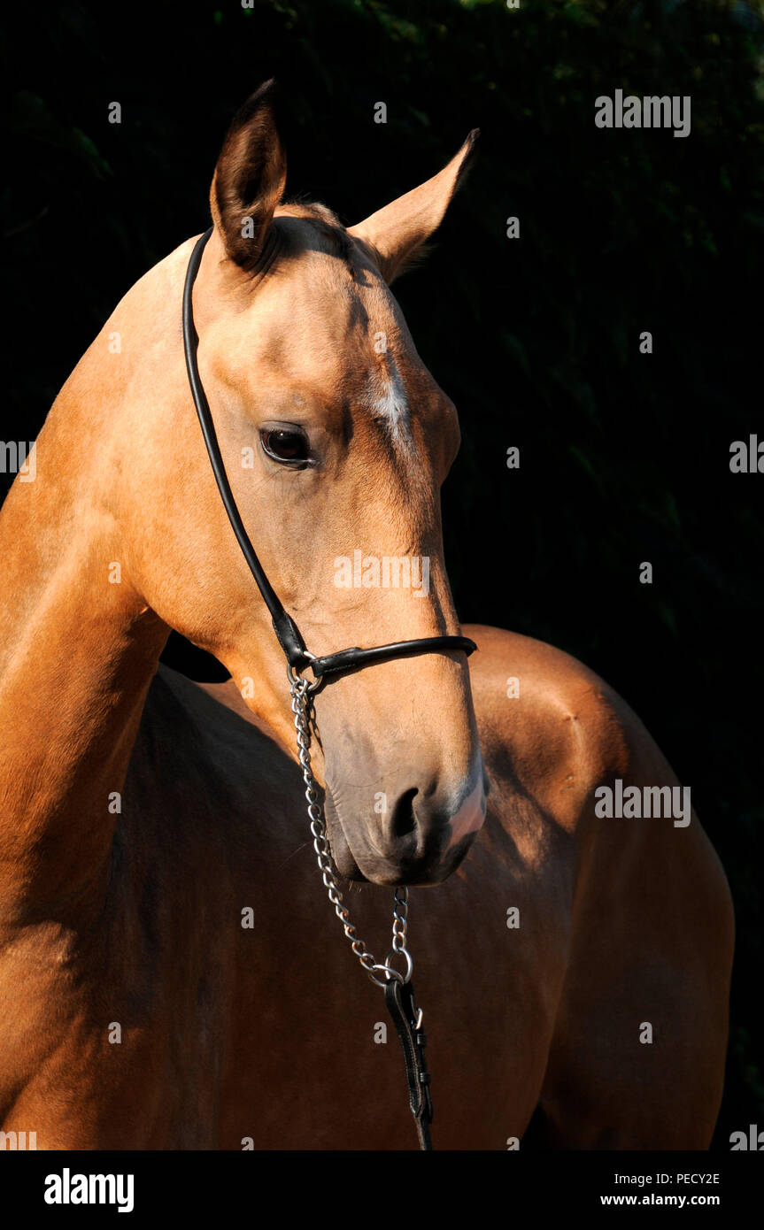 Akhal Téké, Palomino, jeune étalon Banque D'Images