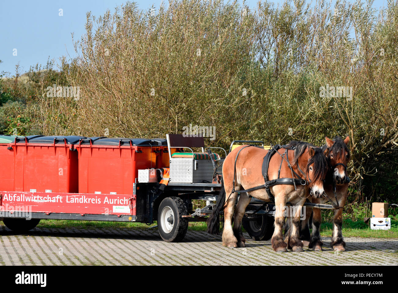 Attelage de chevaux, des ordures, Juist, Parc National de la mer de Wadden, Basse-Saxe, Allemagne, l'île de la Frise Orientale Banque D'Images